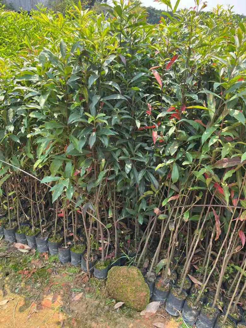山杜英