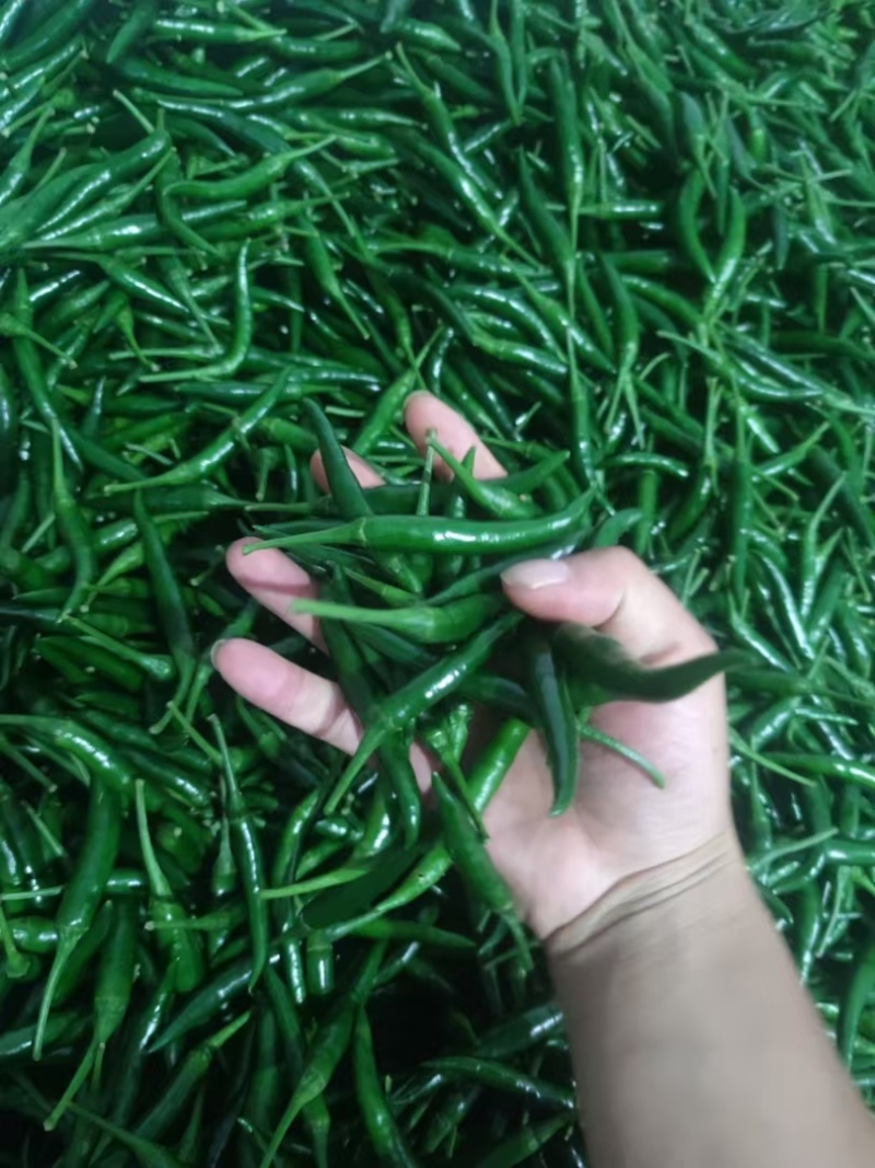 青小米