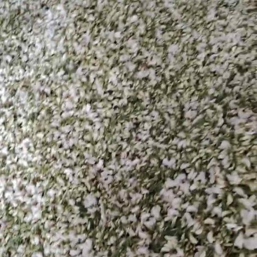 山东优质槐花，当天现摘