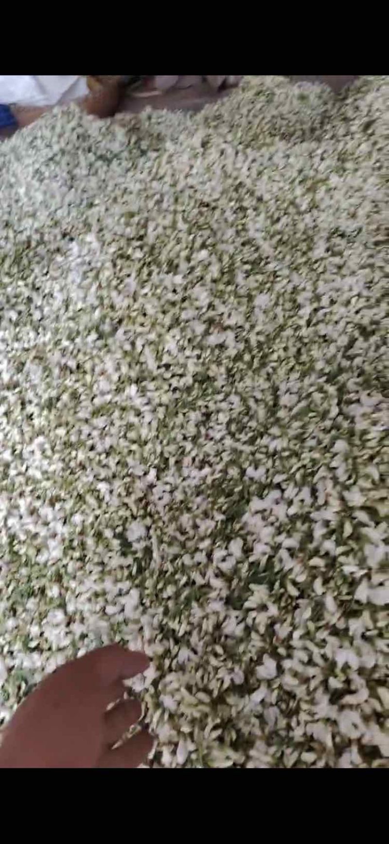 山东优质槐花，当天现摘