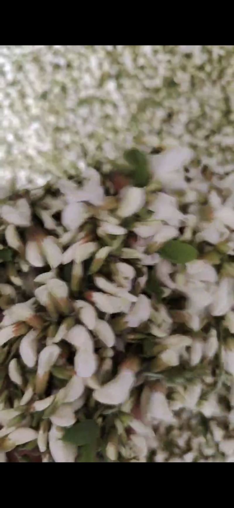 山东优质槐花，当天现摘