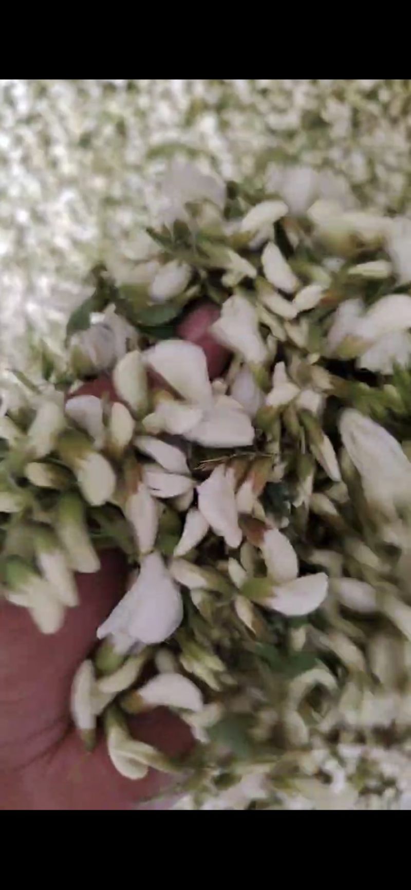 山东优质槐花，当天现摘