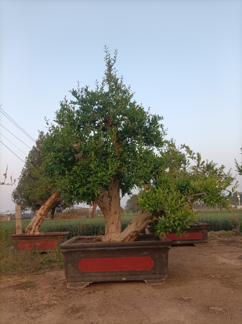 百年石榴老桩造型树，基地直发
