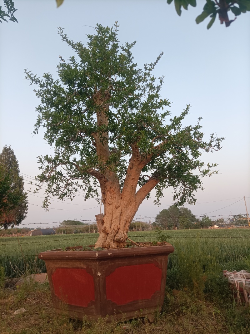 百年石榴老桩造型树，基地直发