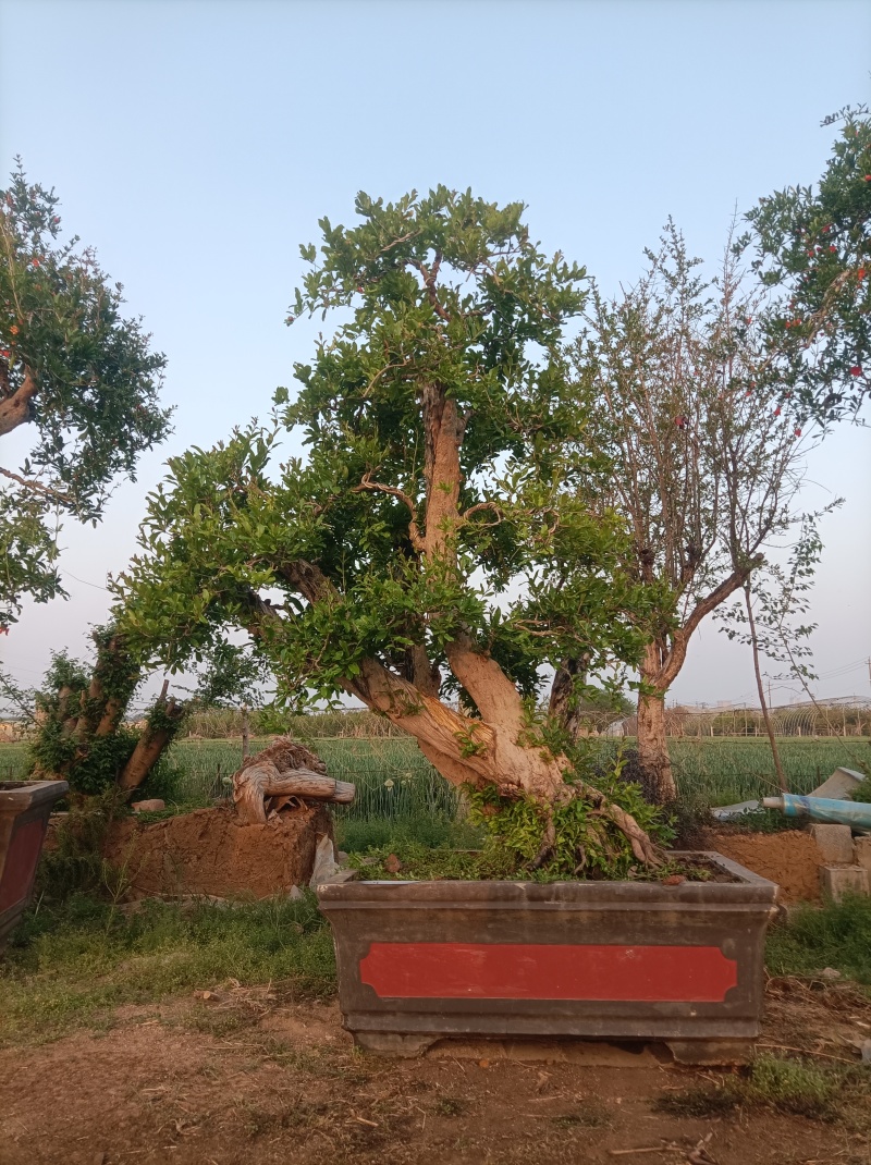 百年石榴老桩造型树，基地直发