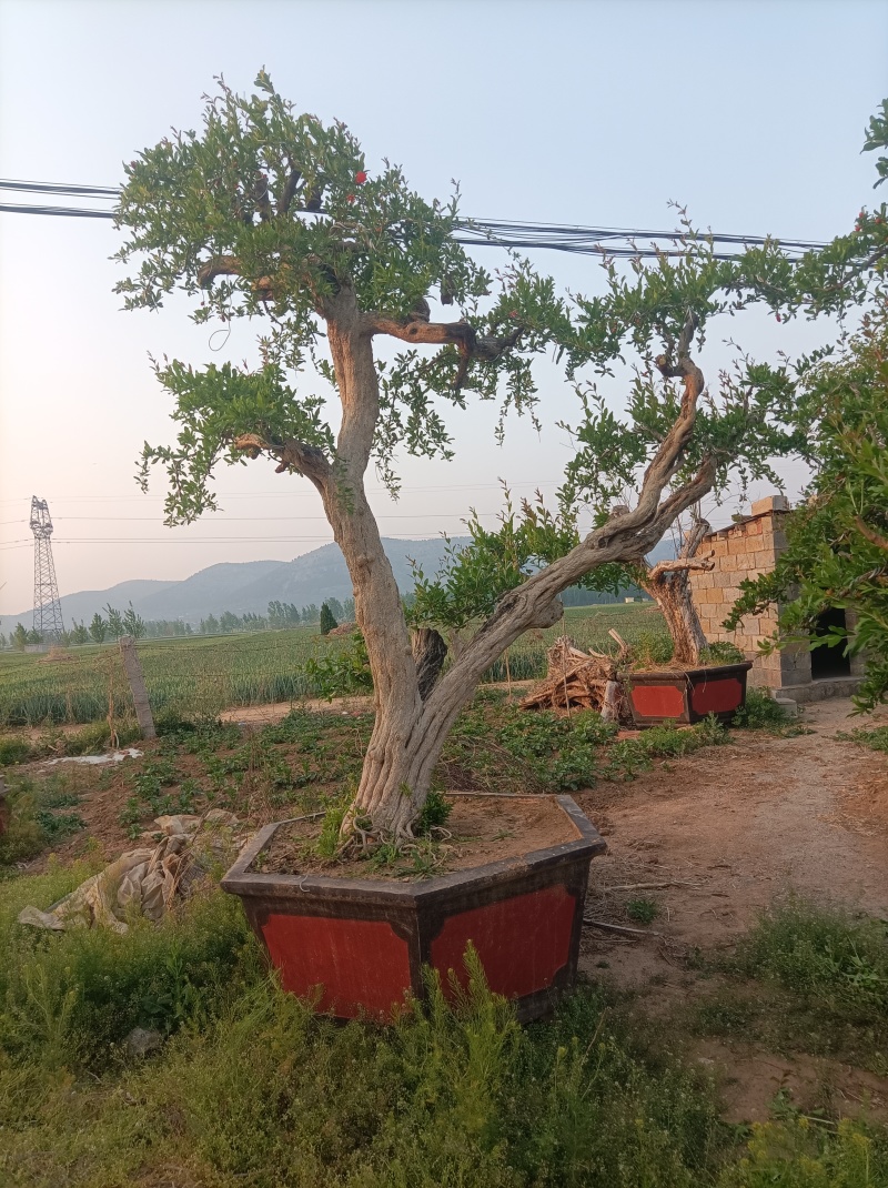 百年石榴老桩造型树，基地直发