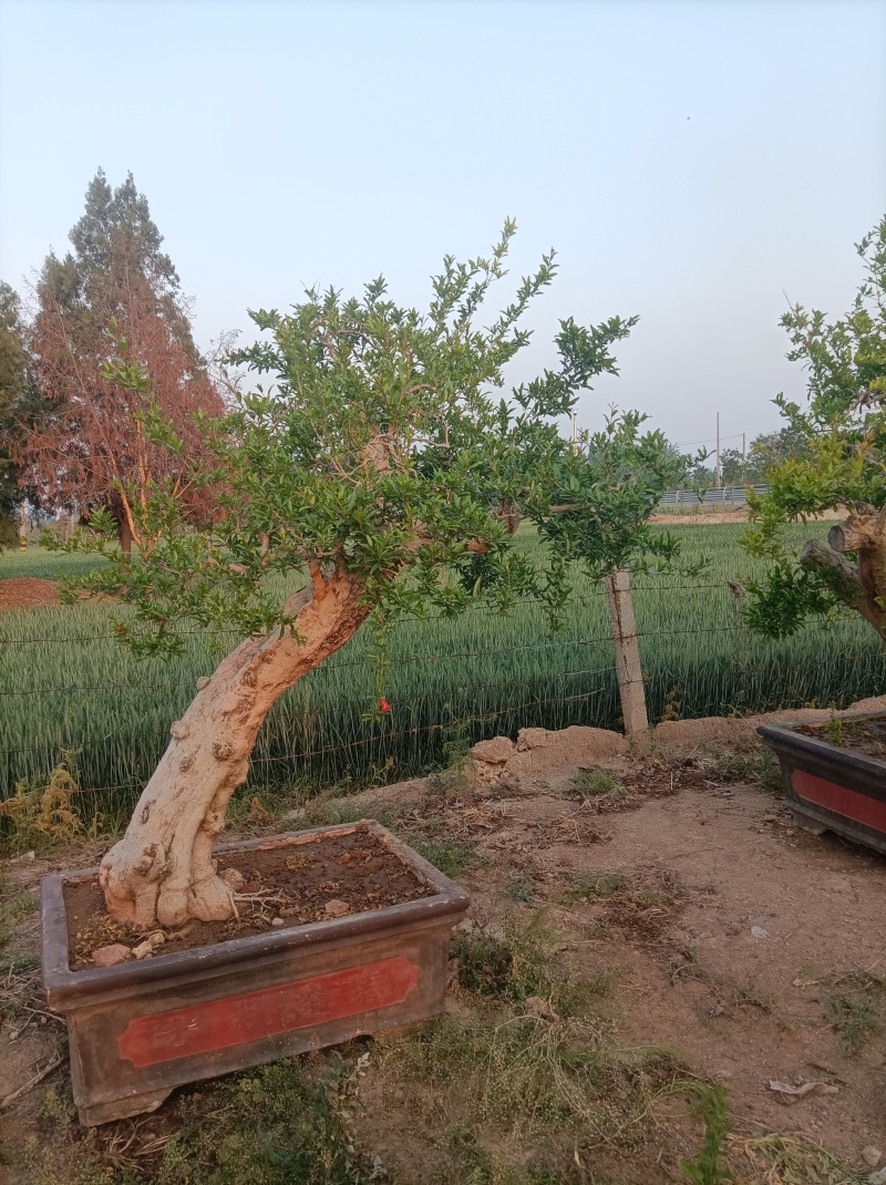 百年石榴老桩造型树，基地直发