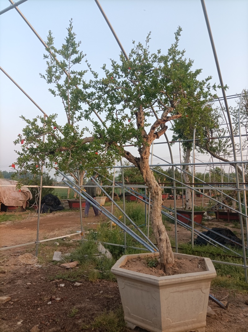 百年石榴老桩造型树，基地直发
