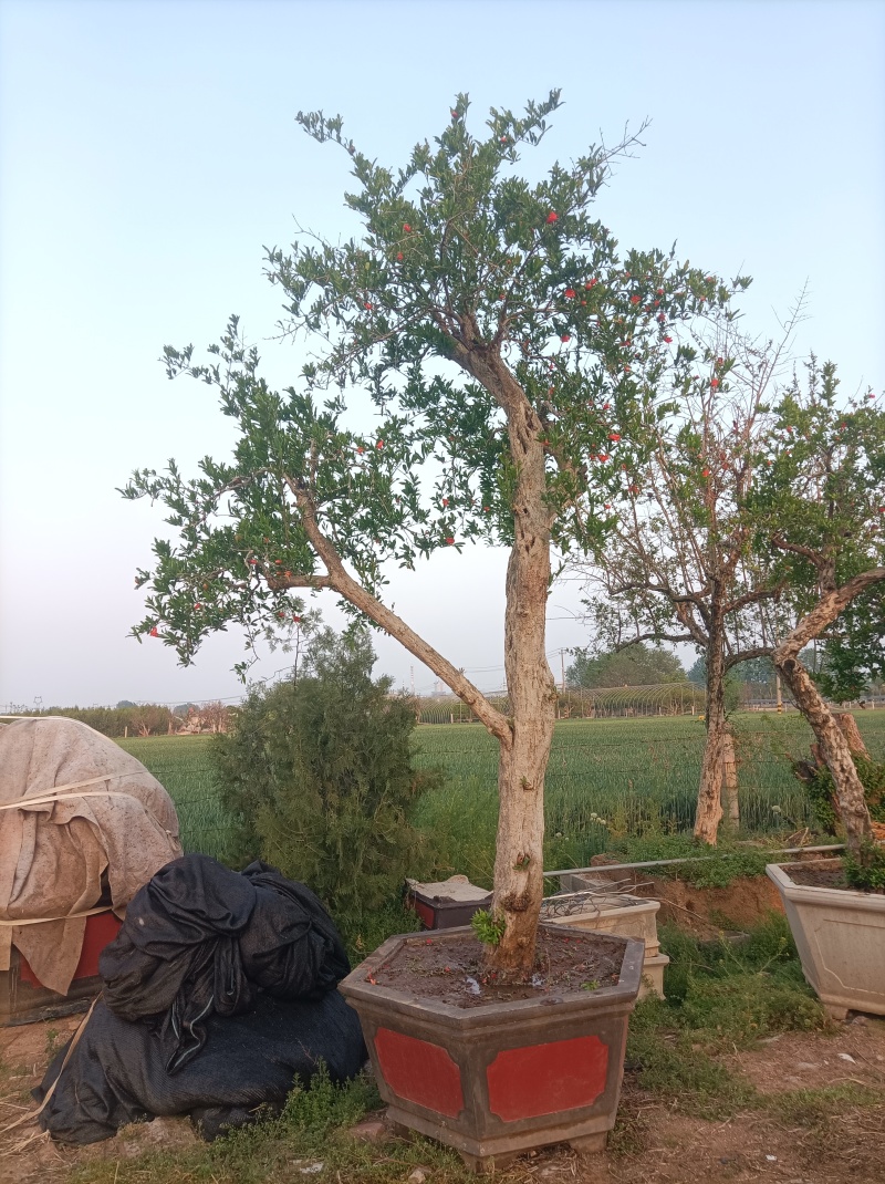 百年石榴老桩造型树，基地直发