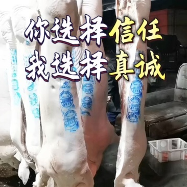 毛猪产地直发，白条猪零中间商！量大价更优