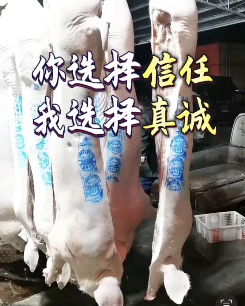 毛猪产地直发，白条猪零中间商！量大价更优