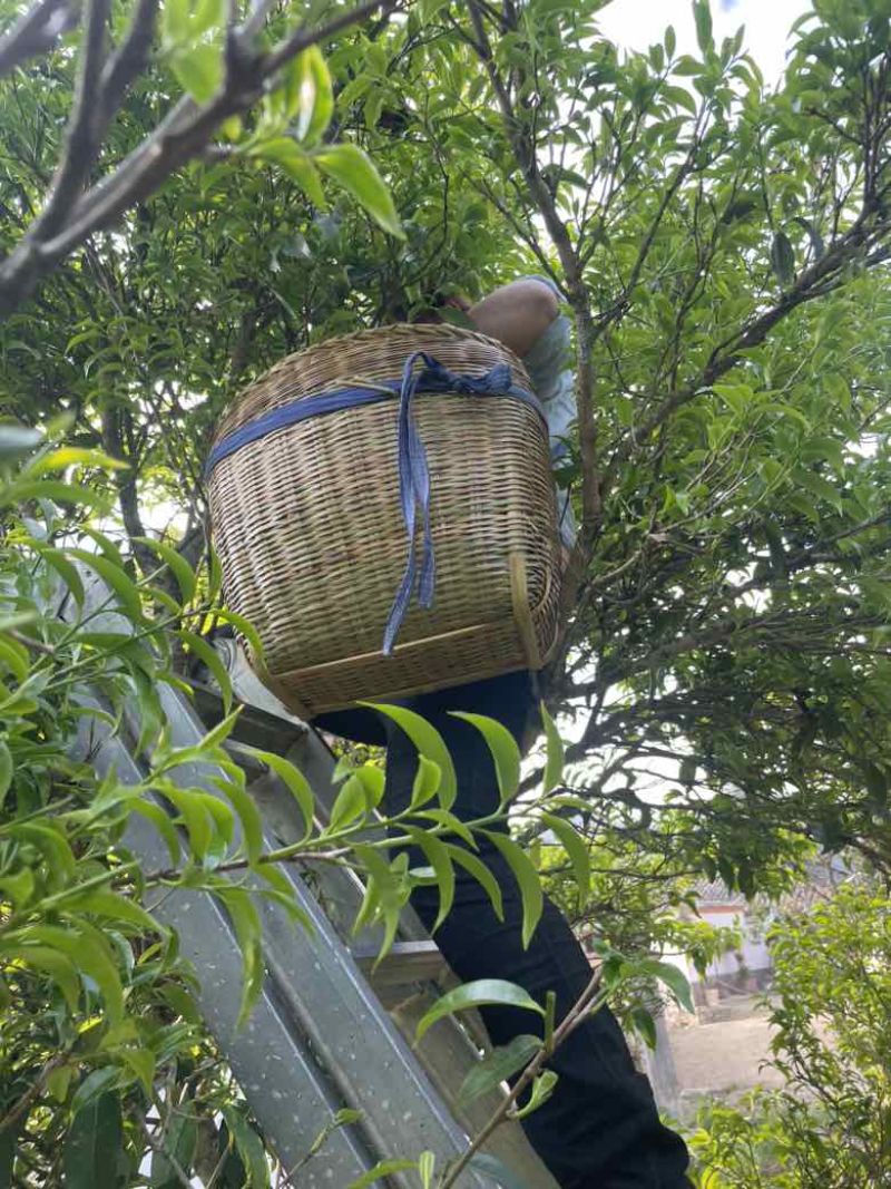 古树茶