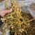 玉竹三蒸三晒玉竹无硫熏新货批发零售均可