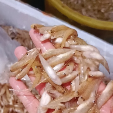 小黄鱼，产自世界长寿之乡广西巴马县
