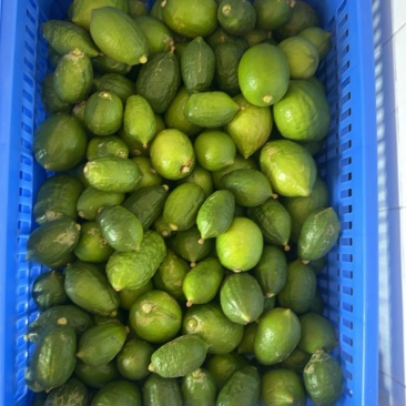 香水柠檬