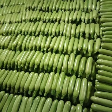 南通精品西葫芦