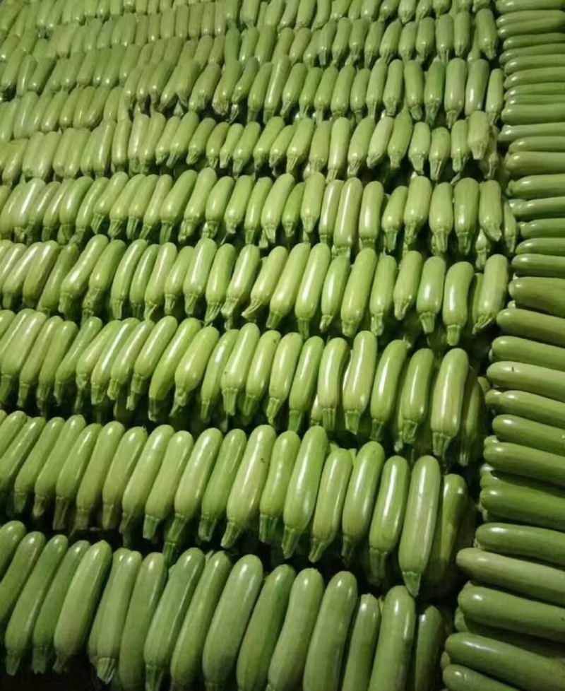 南通精品西葫芦
