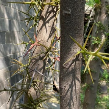 皂角树
