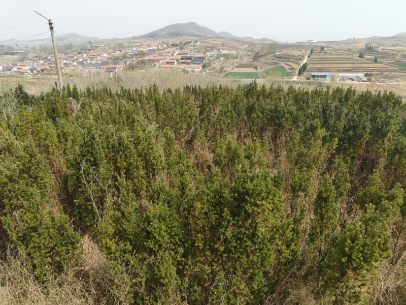 曼地亚红豆杉