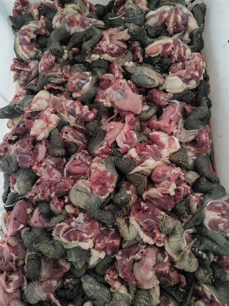 草龟肉