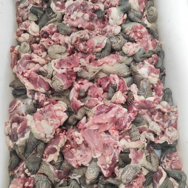 草龟肉