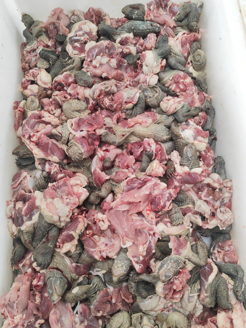 草龟肉
