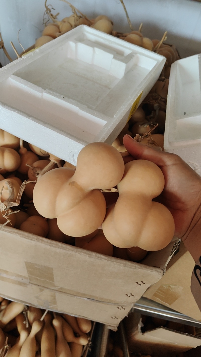 葫芦，美国葫芦，金蟾葫芦