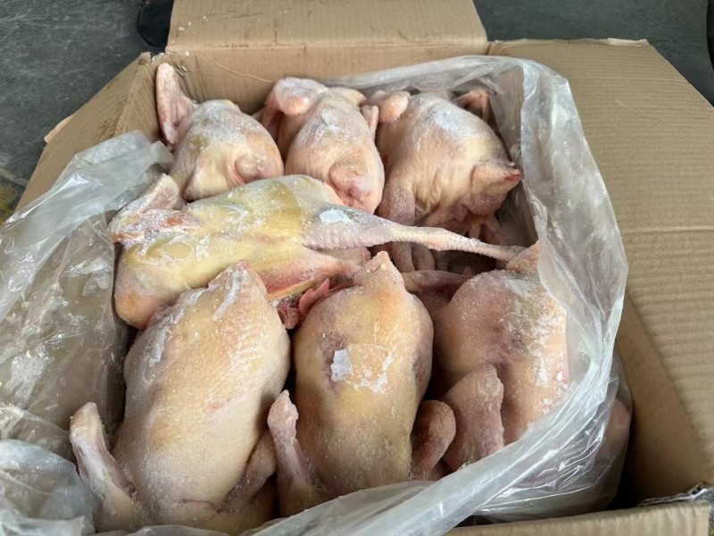 老母鸡