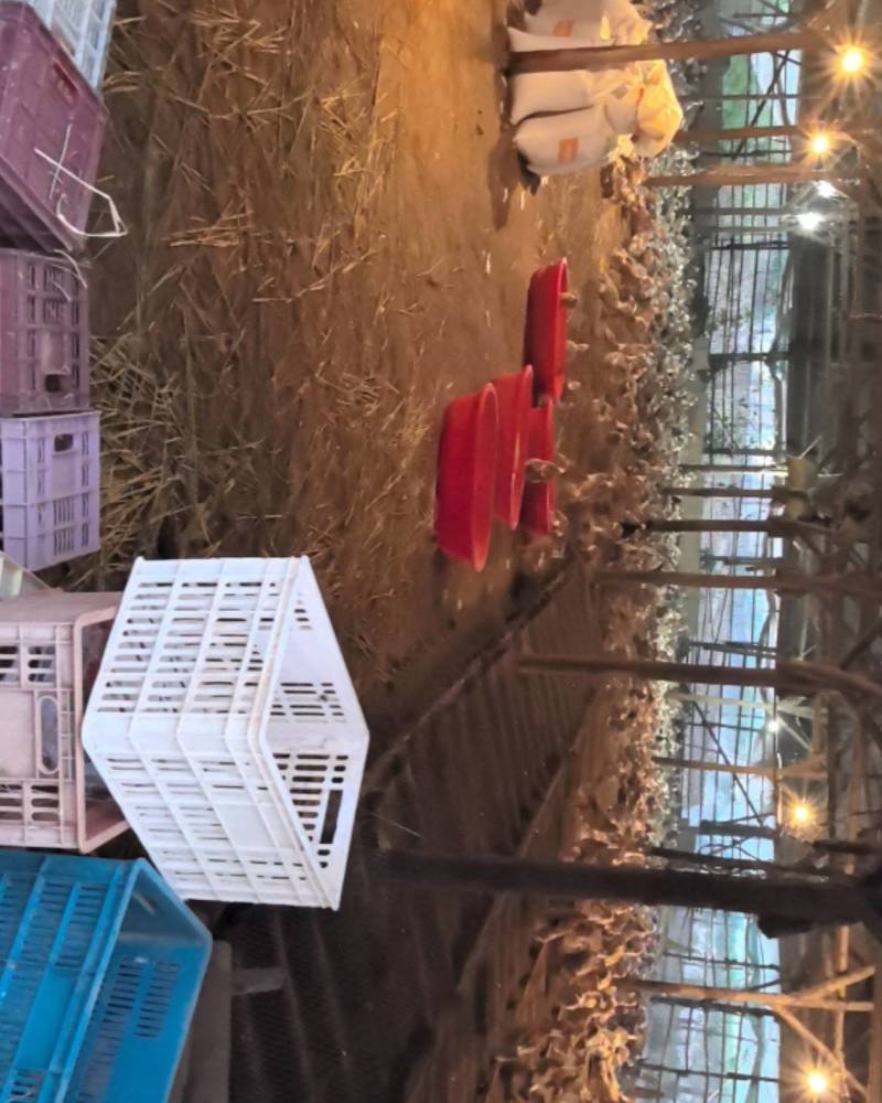 卖老鸭