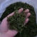 新采酸枣芽烤干，有想要给我DH