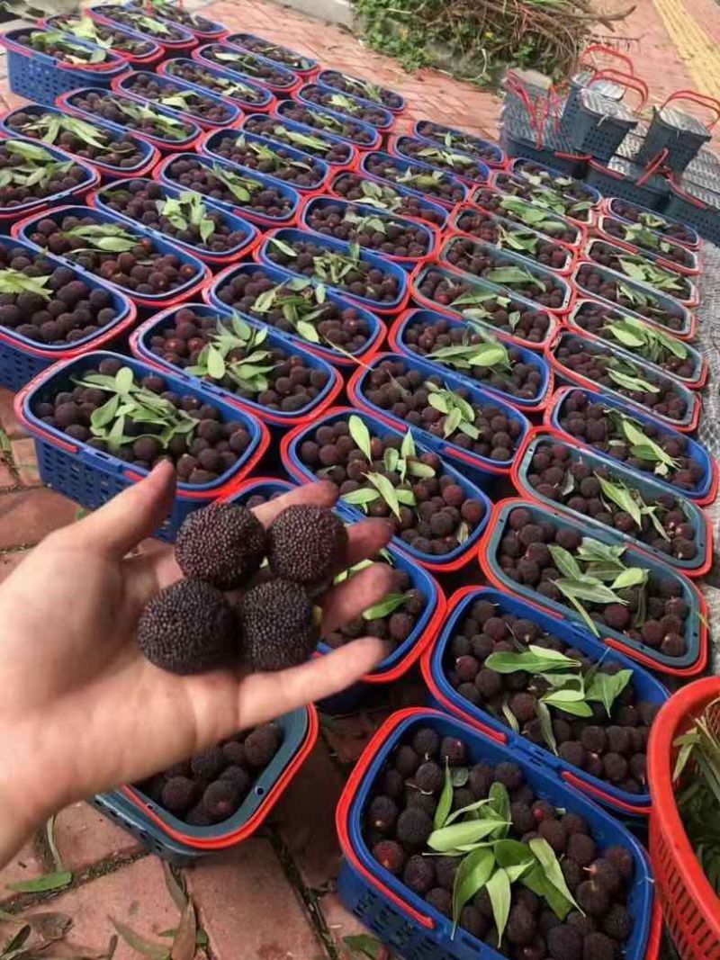 杨梅，一手代办需要可以私我。