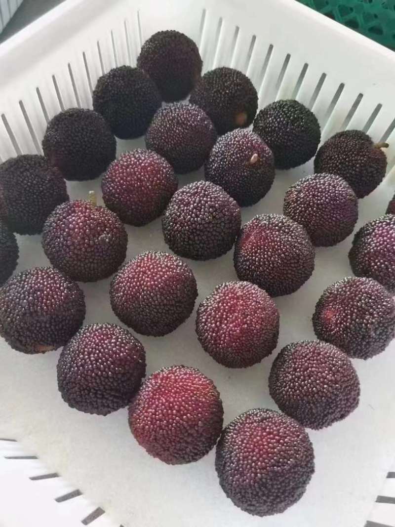 杨梅，一手代办需要可以私我。