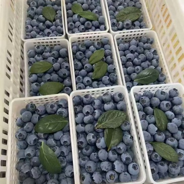 蓝莓颗颗脆甜