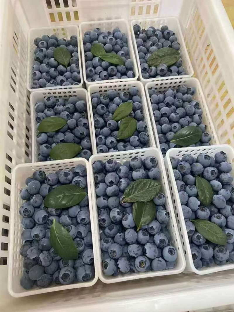 蓝莓颗颗脆甜