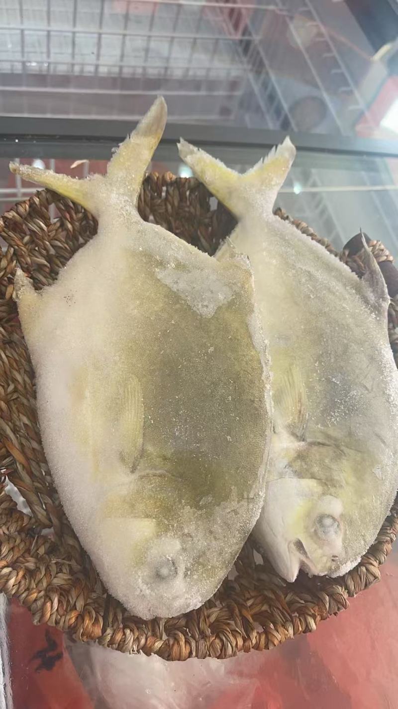 湛江金仓鱼
