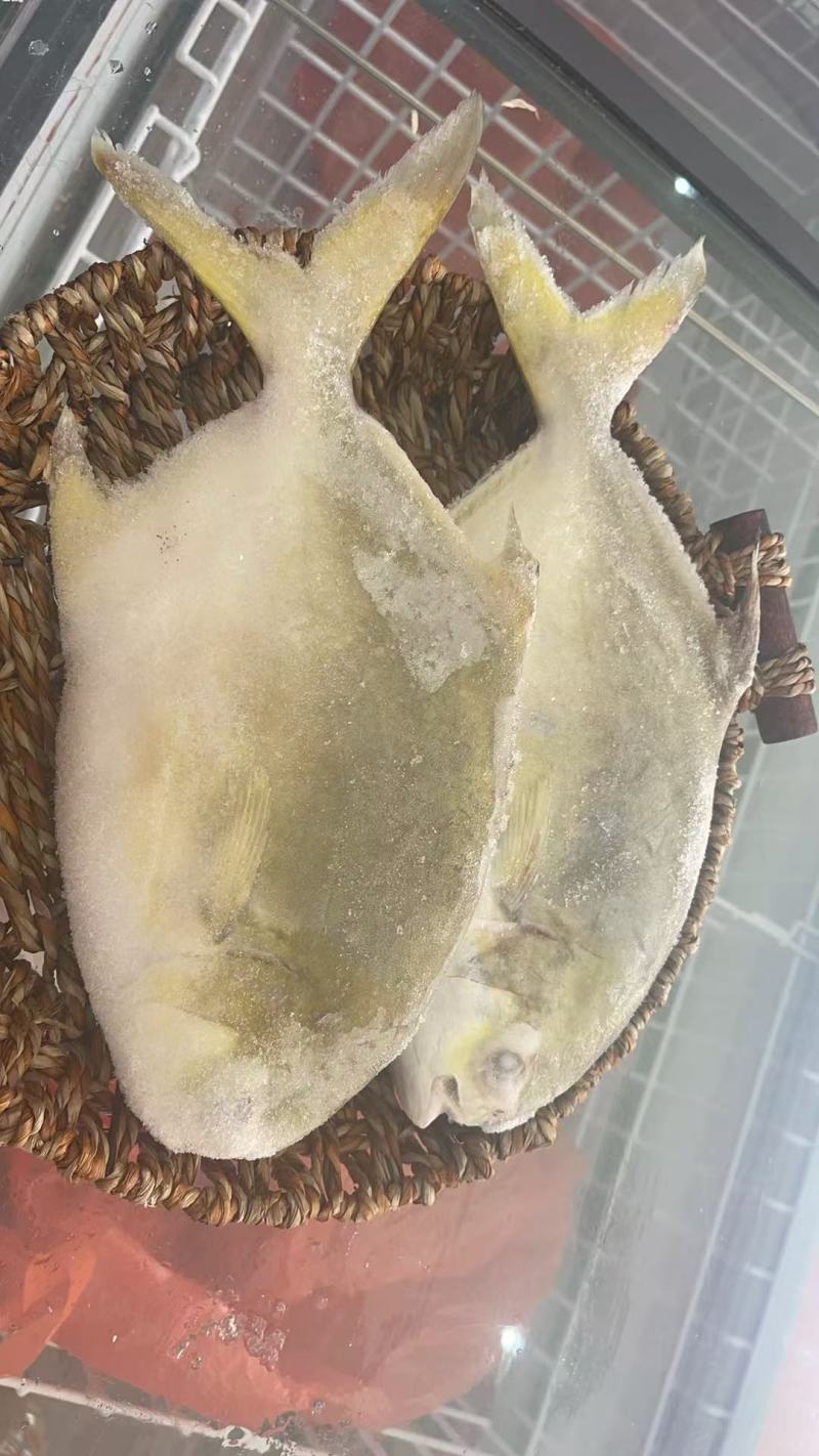湛江金仓鱼