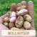 2025年新鲜保湿鲜花生现挖带壳粉皮花生红皮花生
