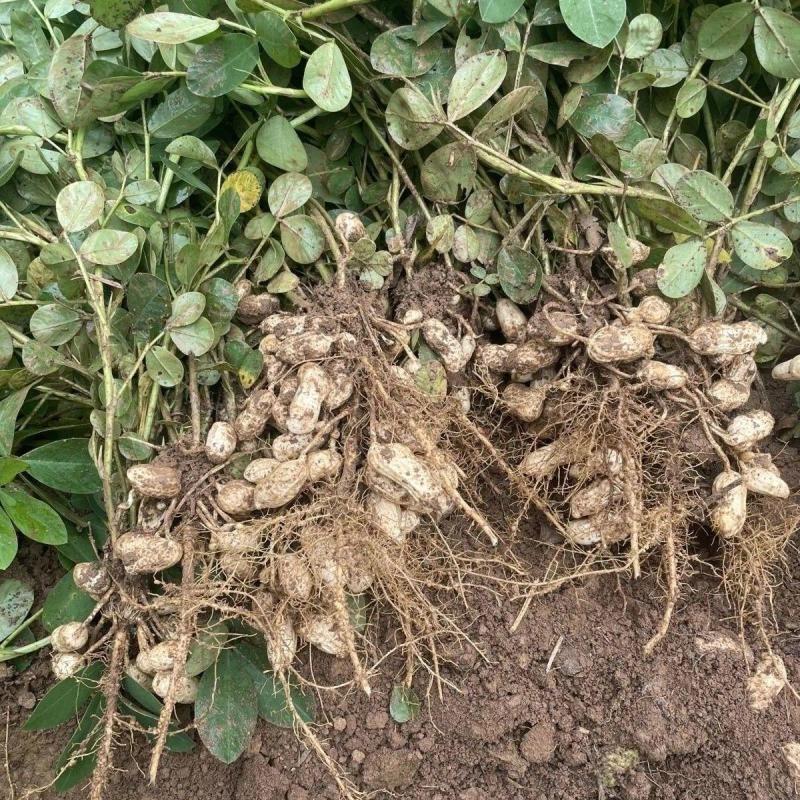 2025年新鲜保湿鲜花生现挖带壳粉皮花生红皮花生