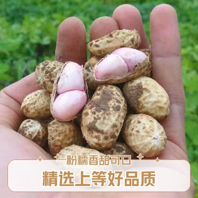 2025年新鲜保湿鲜花生现挖带壳粉皮花生红皮花生