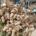 2025年新鲜保湿鲜花生现挖带壳粉皮花生红皮花生