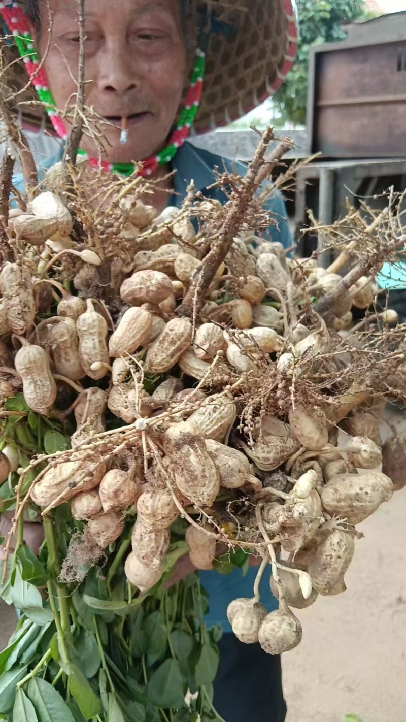 2025年新鲜保湿鲜花生现挖带壳粉皮花生红皮花生