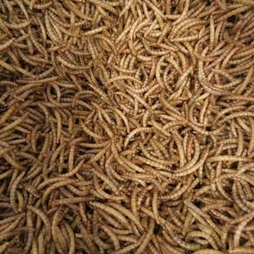 黄粉虫