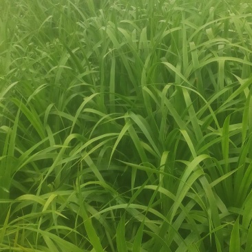 龙须树