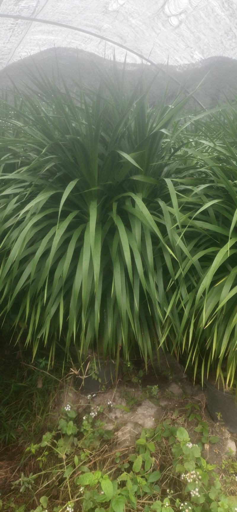 龙须树