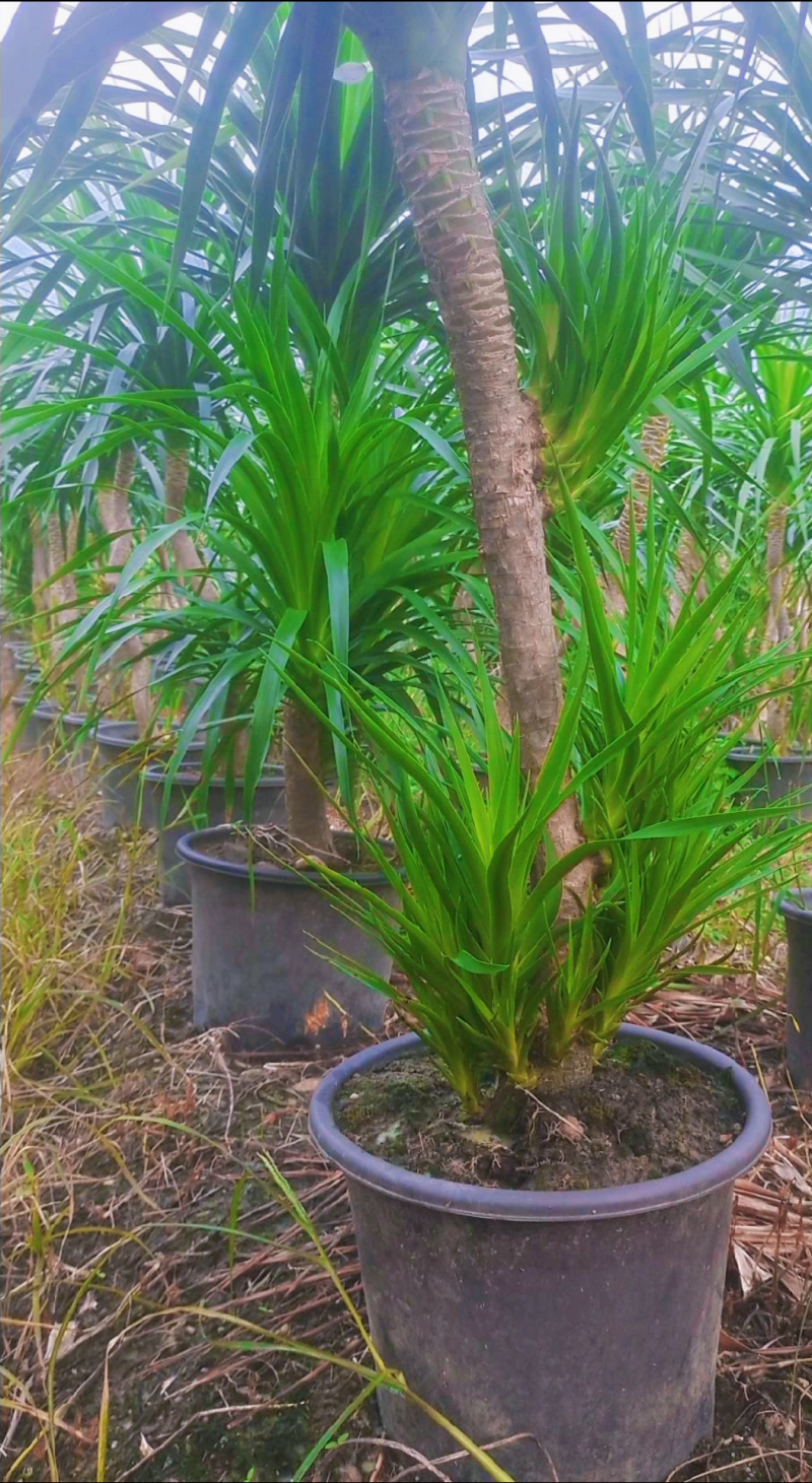 龙须树