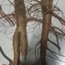 优质地丁，2一3年野生老熟含量高