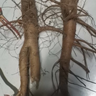 优质地丁，2一3年野生老熟含量高