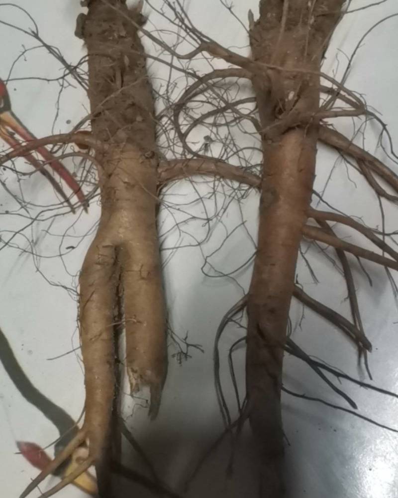 优质地丁，2一3年野生老熟含量高