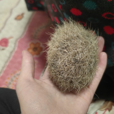 猪宝