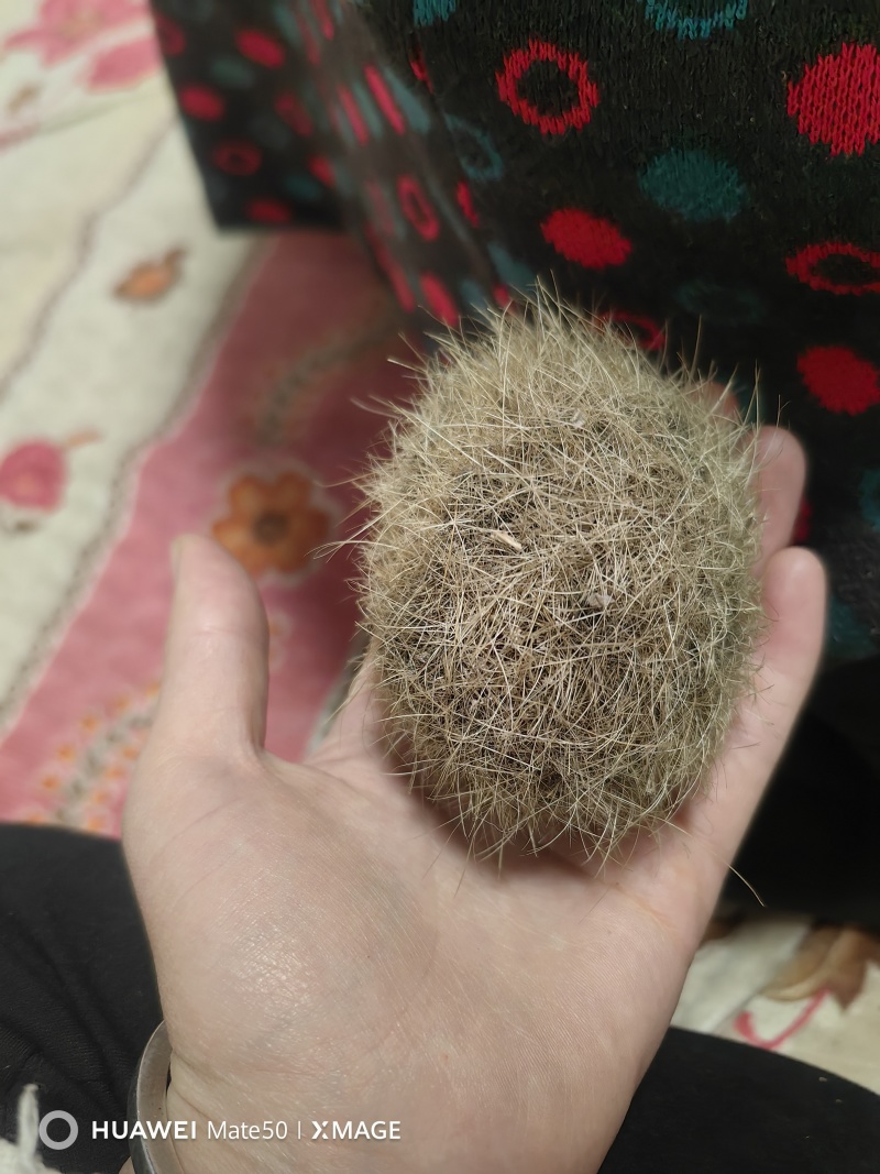 猪宝